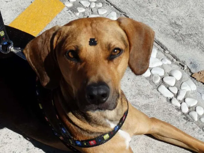 Cachorro ra a SRD idade 4 anos nome Pop