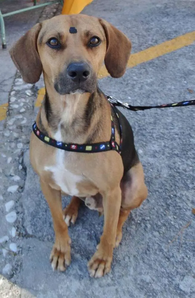Cachorro ra a SRD idade 4 anos nome Pop