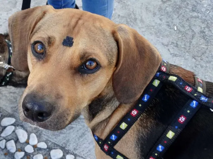 Cachorro ra a SRD idade 4 anos nome Pop