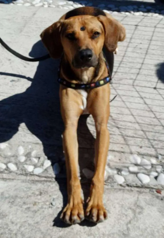 Cachorro ra a SRD idade 4 anos nome Pop