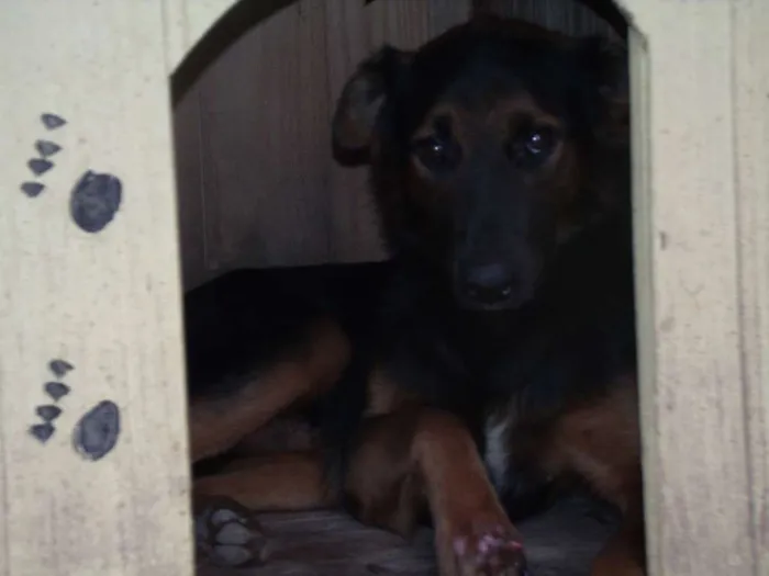 Cachorro ra a SRD idade 5 anos nome Bonitão