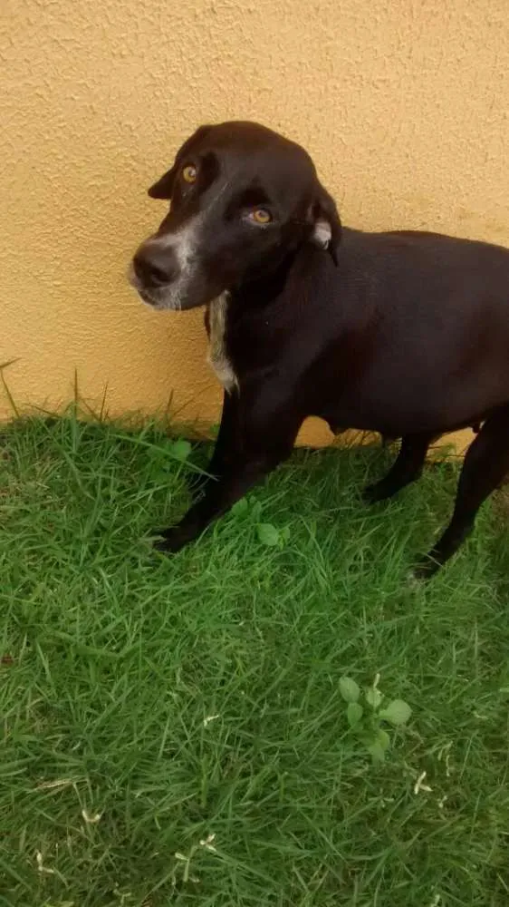 Cachorro raça MISTURA DE LABRADOR idade  nome PRETINHA