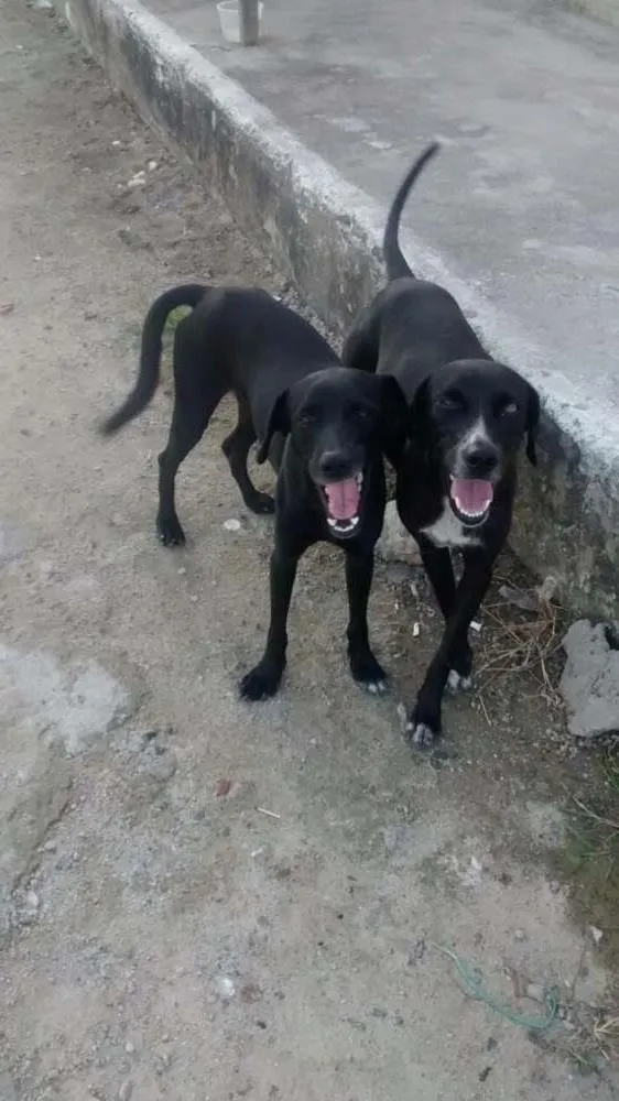Cachorro raça MISTURA DE LABRADOR idade  nome PRETINHA