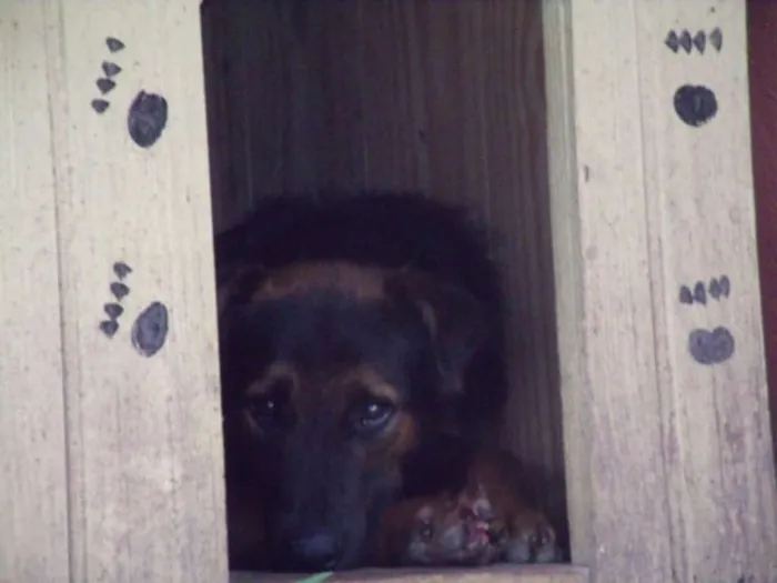 Cachorro ra a SRD idade 5 anos nome Bonitão