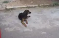 Bonitão