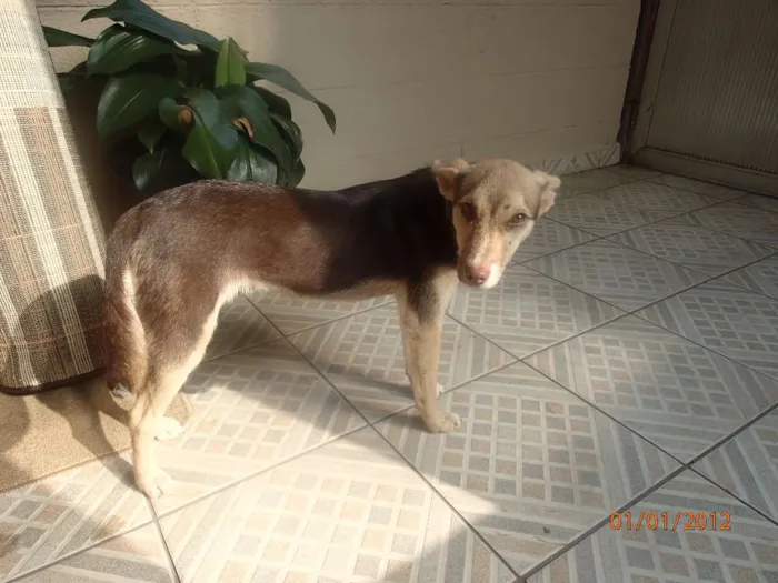 Cachorro ra a SRD idade 7 a 11 meses nome Pituca