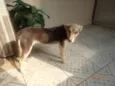 Pituca