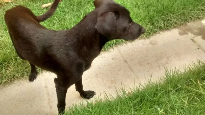 Cachorro ra a mistura de labrador idade 1 ano nome pretinho