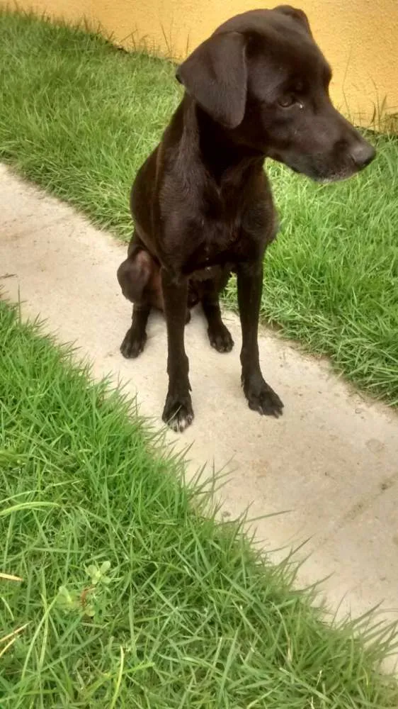 Cachorro ra a mistura de labrador idade 1 ano nome pretinho