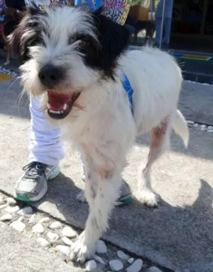 Cachorro raça SRD idade 2 anos nome Ice