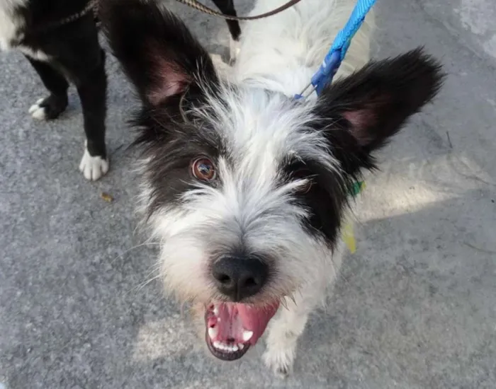 Cachorro ra a SRD idade 2 anos nome Ice