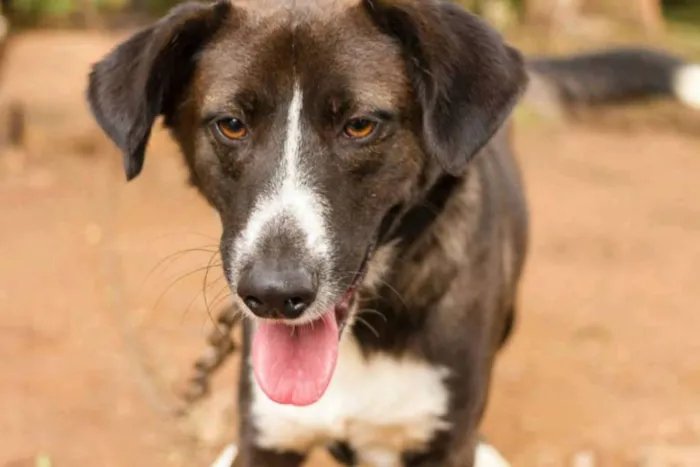 Cachorro ra a SRD idade 3 anos nome Caetano
