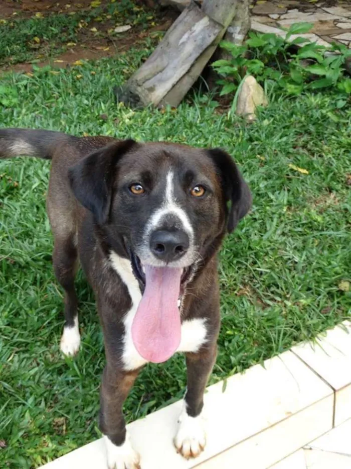 Cachorro ra a SRD idade 3 anos nome Caetano