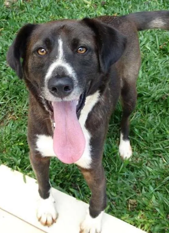 Cachorro ra a SRD idade 3 anos nome Caetano