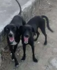 PRETINHA