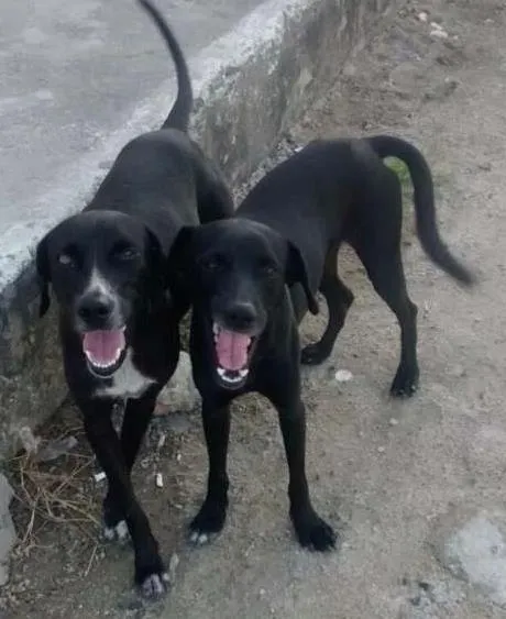 Cachorro ra a mistura de labrador idade 1 ano nome PRETINHA