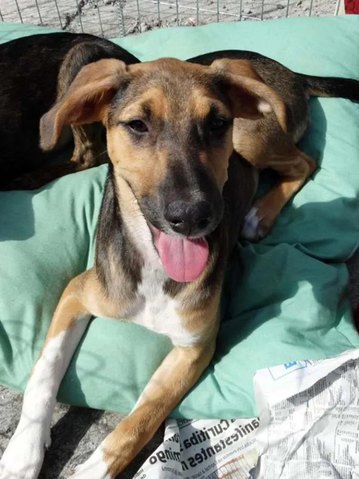 Cachorro ra a SRD idade 2 a 6 meses nome Mafalda
