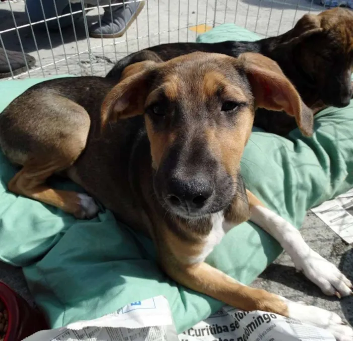 Cachorro ra a SRD idade 2 a 6 meses nome Mafalda