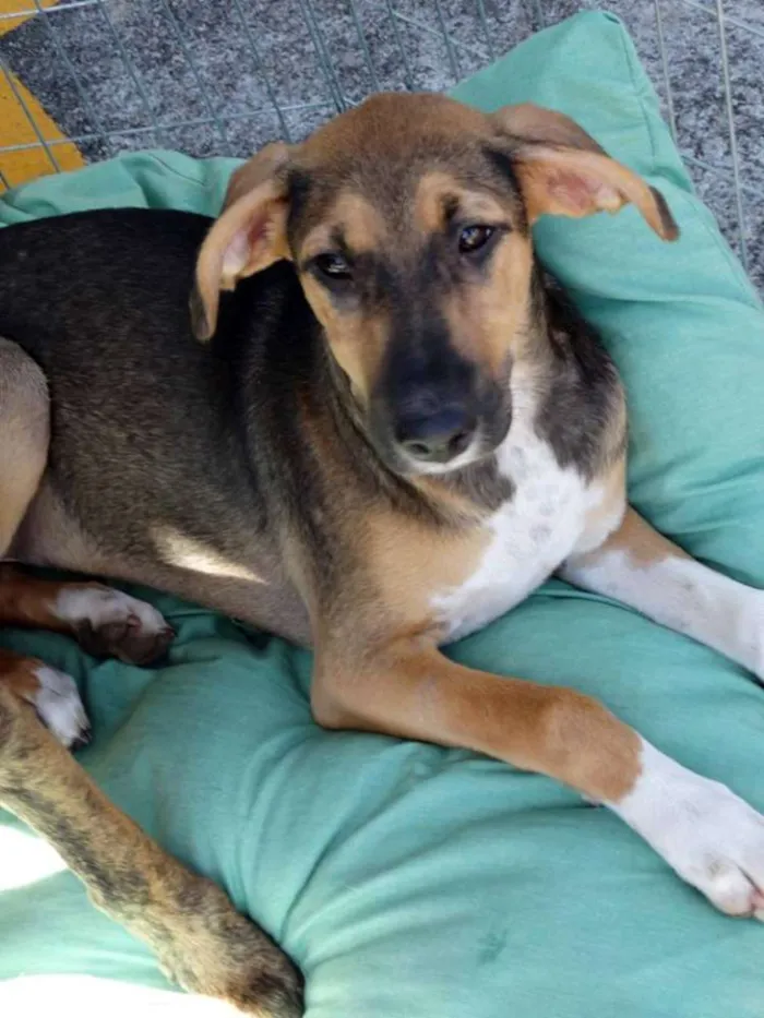 Cachorro ra a SRD idade 2 a 6 meses nome Mafalda