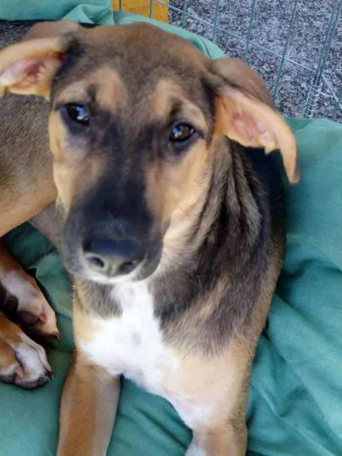 Cachorro ra a SRD idade 2 a 6 meses nome Mafalda