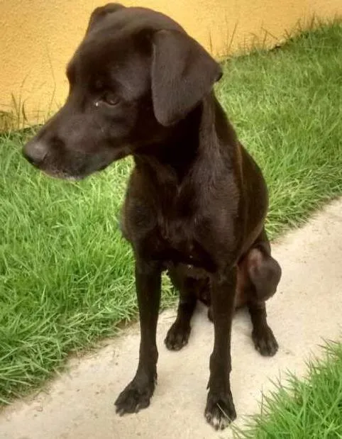 Cachorro ra a mistura de labrador idade 1 ano nome pretinho