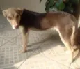 Pituca