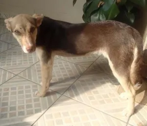 Cachorro raça SRD idade 7 a 11 meses nome Pituca