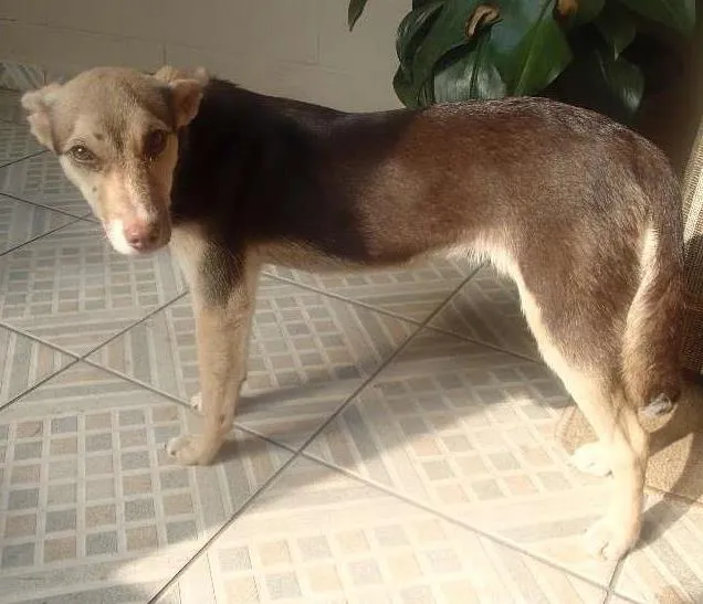 Cachorro ra a SRD idade 7 a 11 meses nome Pituca