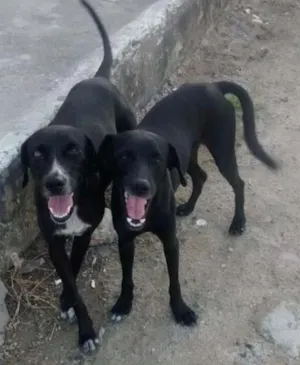Cachorro raça MISTURA DE LABRADOR idade  nome PRETINHA