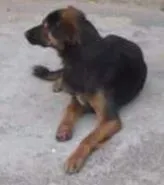 Cachorro raça SRD idade 5 anos nome Bonitão