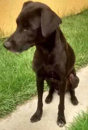 Cachorro raça MISTURA DE LABRADOR idade 1 ano nome PRETINHA E PRETINHO