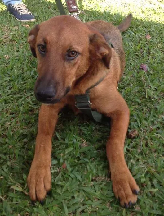 Cachorro ra a SRD idade  nome Pierre