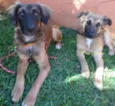 Tico e teco