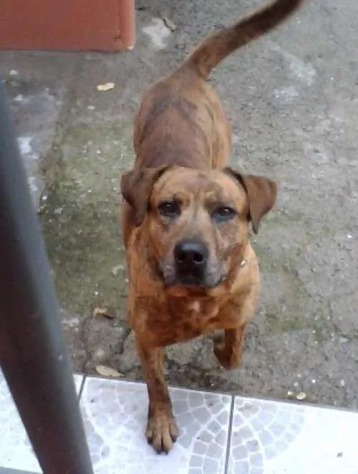 Cachorro ra a SRD idade 6 ou mais anos nome Brown
