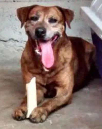 Cachorro ra a SRD idade 6 ou mais anos nome Brown