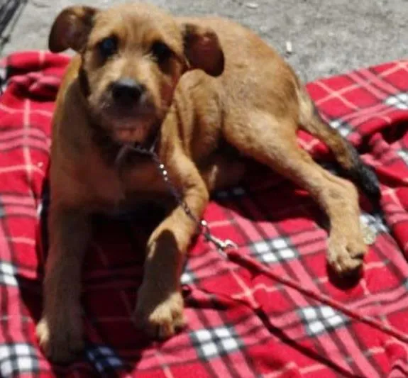 Cachorro ra a SRD idade 2 a 6 meses nome Beliza