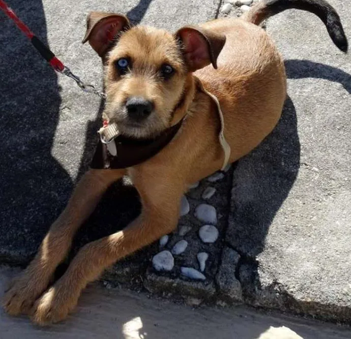 Cachorro ra a SRD idade 2 a 6 meses nome Beliza