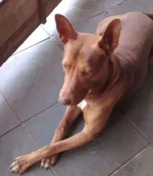 Cachorro raça Pitibul com pastor alemão idade 5 anos nome Tom