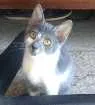 Gato raça  idade 2 a 6 meses nome Brisa