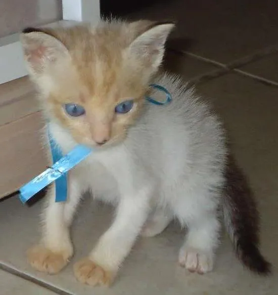 Gato ra a MISTURADA idade Abaixo de 2 meses nome GUGU
