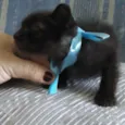 BAMBINO