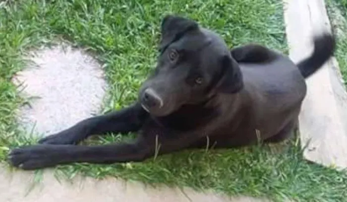 Cachorro ra a Labrador misturado com Rask idade 2 anos nome King