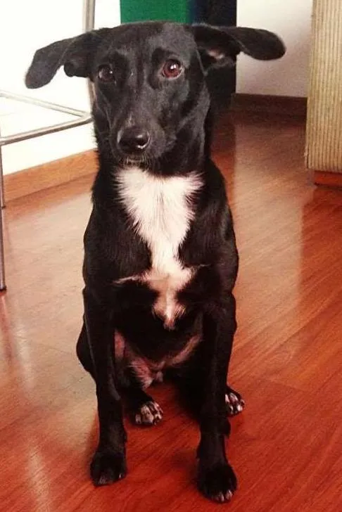 Cachorro ra a Vira Lata idade 1 ano nome Brisa