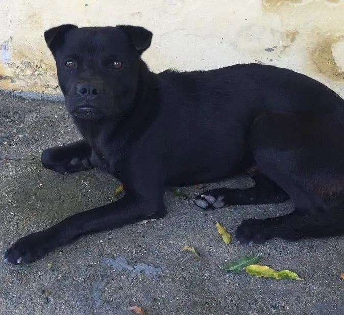 Cachorro ra a Vira lada  idade 7 a 11 meses nome Sem nome 