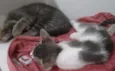 Miudinho/Tigrinho 