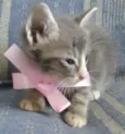 MIMOSA