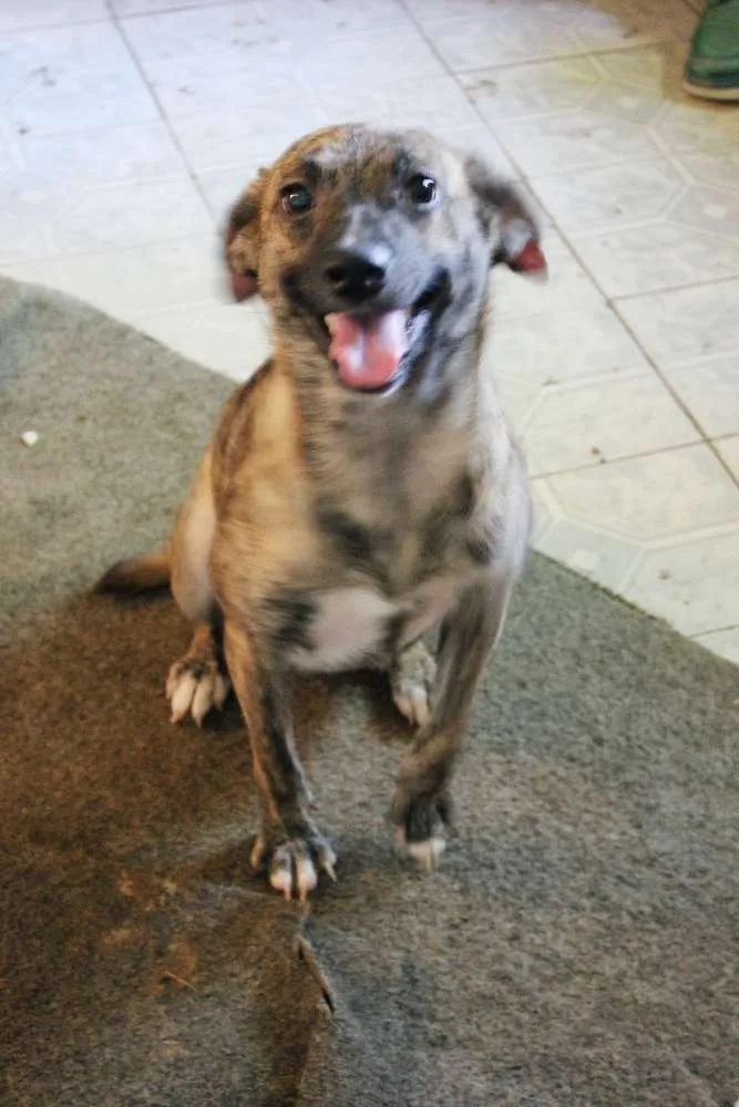 Cachorro ra a SRD idade 1 ano nome Dora