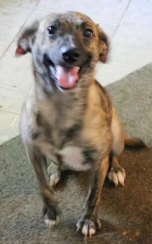 Cachorro raça SRD idade 1 ano nome Dora