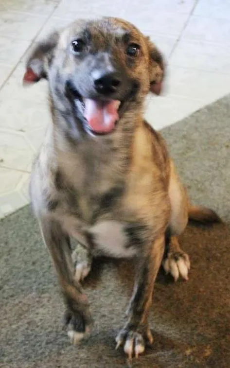 Cachorro ra a SRD idade 1 ano nome Dora