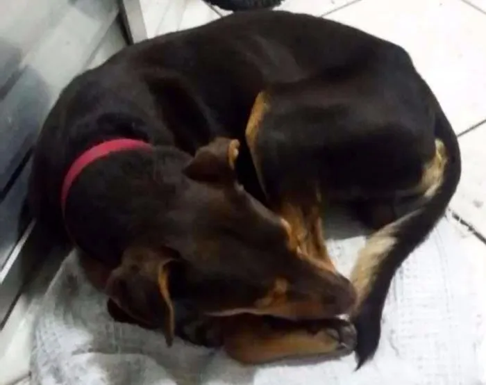 Cachorro ra a Vira-Lata idade  nome Tom